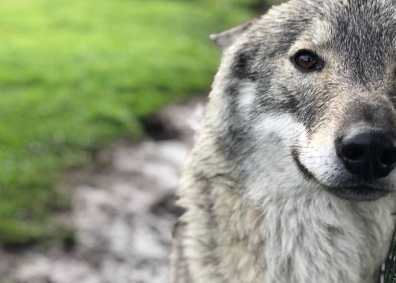 Tsitsikamma Wolf Sanctuary image 4