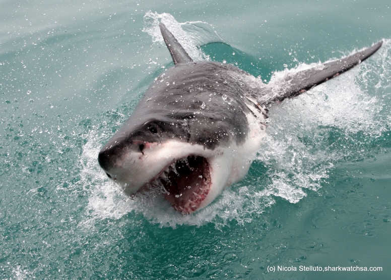 Shark Cage Diving Gansbaai image 7