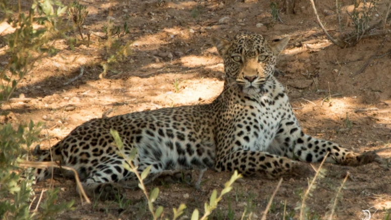 Kruger Safari - Full Day image 2