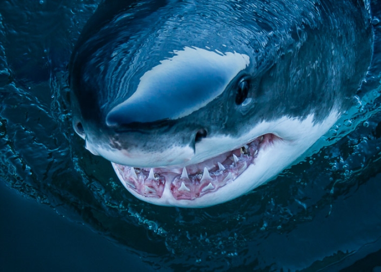 Shark Cage Diving in Gansbaai image 7