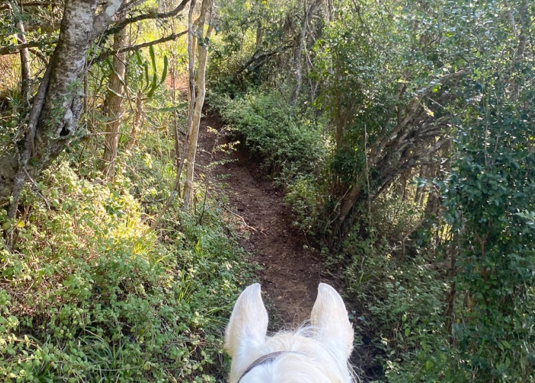 Kariega River Horse Ride image 7