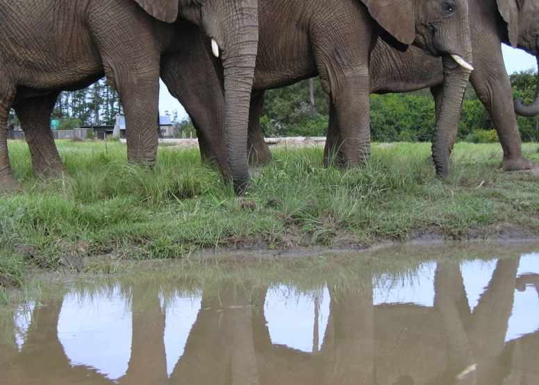 Trunk-in-Hand Elephant Tour image 3