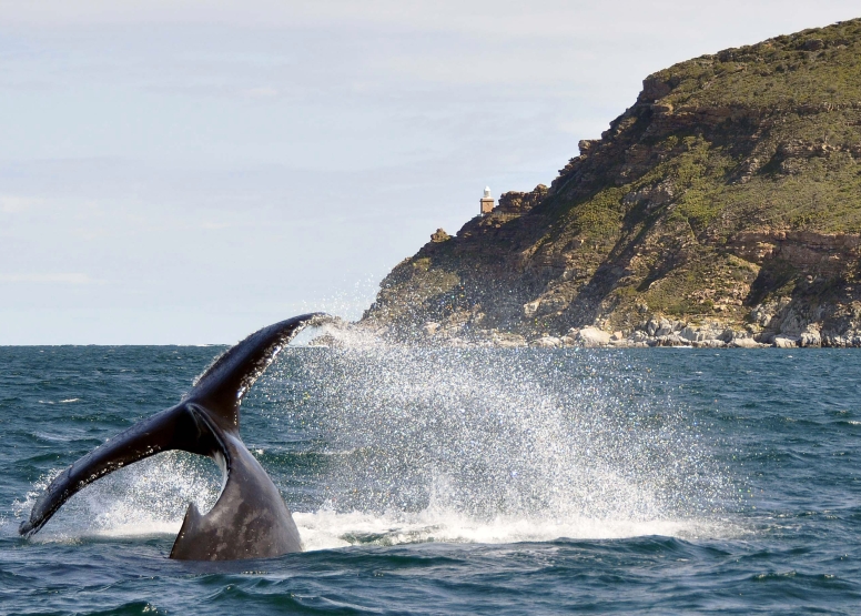 Cape Point Cruise image 6