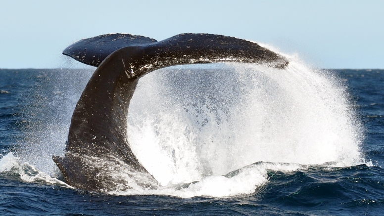 Cape Town Whale Watching Trip image 4