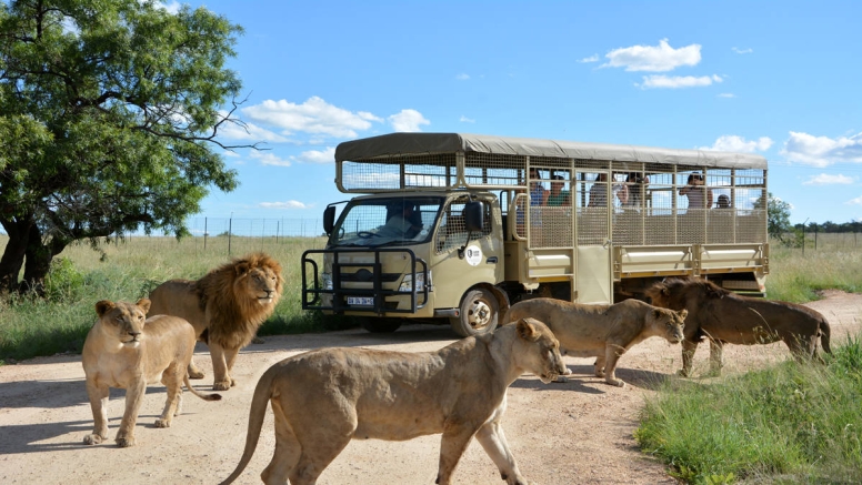 2 Hour Guided Safari Lion & Safari Park image 5