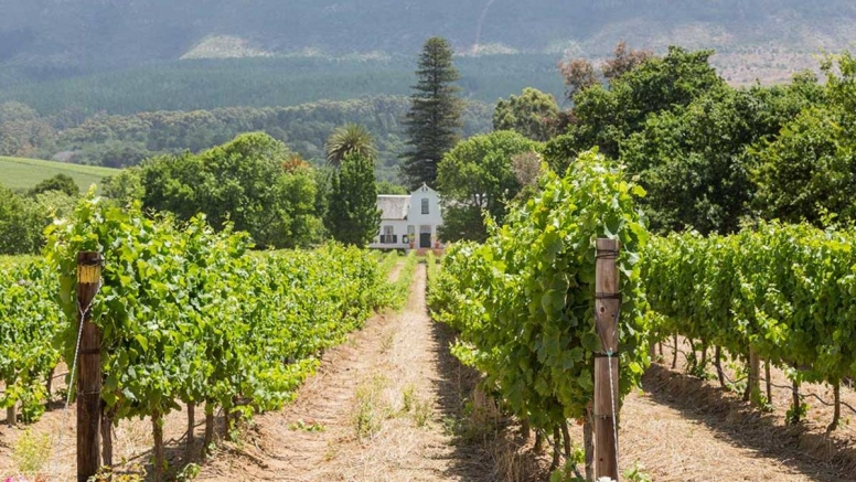 The Constantia Classic - Full Day Tour image 1