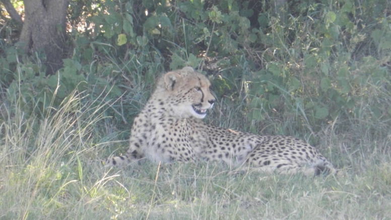 Big 5 Safari Hluhluwe-iMfolozi Park Private Tour Full Day image 1