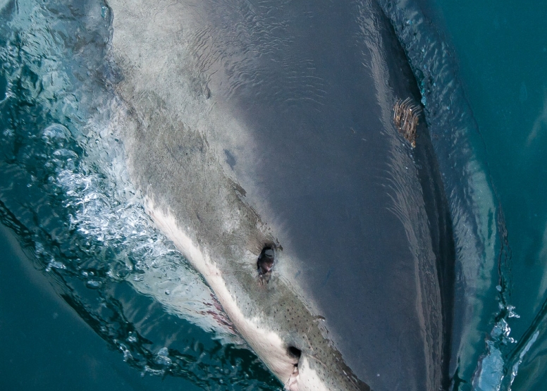 Shark Cage Diving in Gansbaai image 6