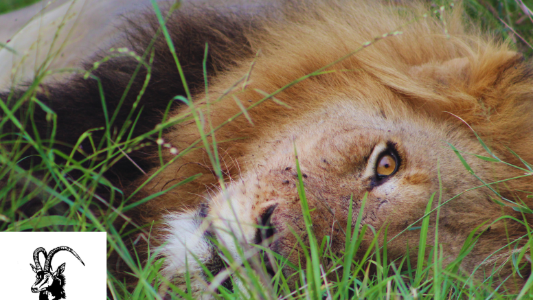 Exclusive Kruger National Park Full Day Safari with Brunch image 12