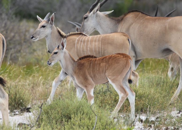 Safari & San Heritage Daytrip from Cape Town image 3