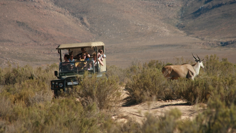 Early Morning Safari image 7