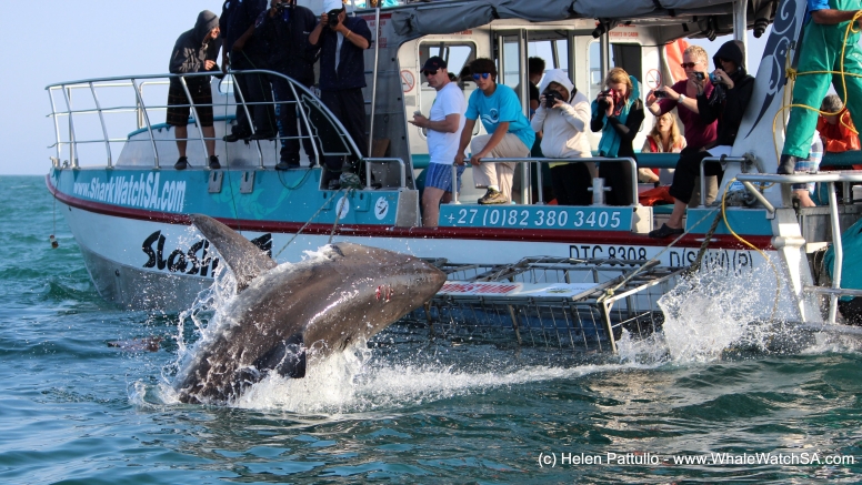 Shark Cage Diving Gansbaai with return transfer from Hermanus image 3