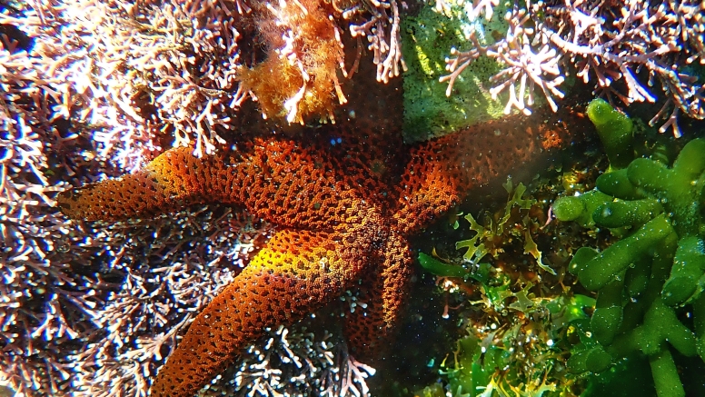 Snorkel Cape Town's Stunning Tidal Pools image 20