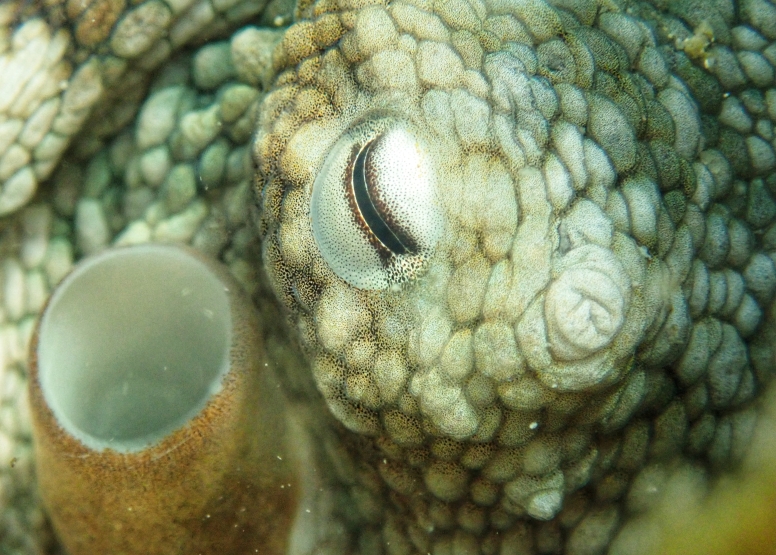 Snorkel Cape Town's Stunning Tidal Pools image 12