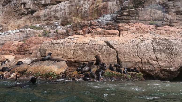 Seal Viewing image 1