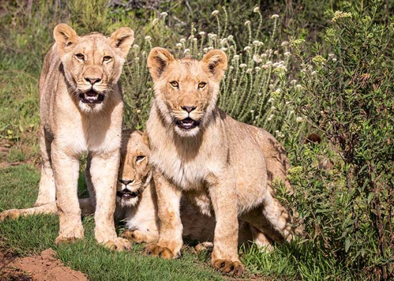 Guided Game Drives image 1