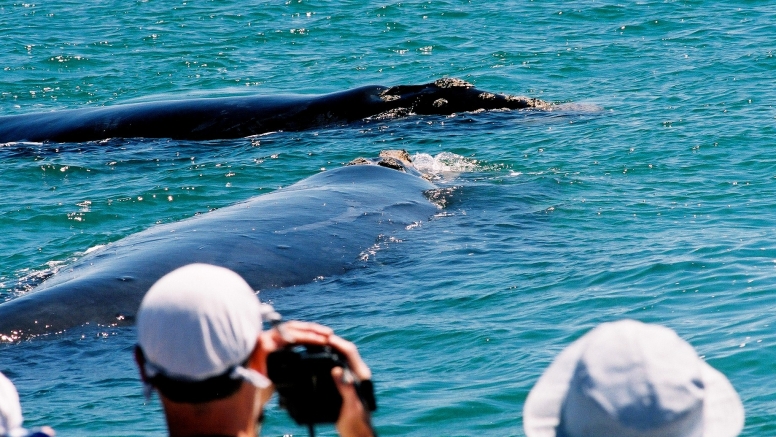 Hermanus Whale Watching with Southern Right Charters image 1