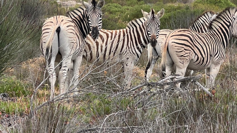 Safari & San Heritage Daytrip from Cape Town image 6