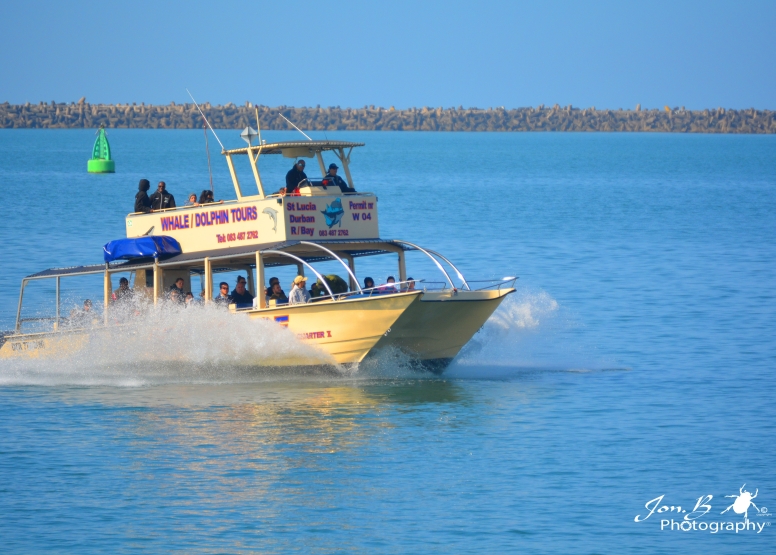 Whale & Dolphin Watching image 8