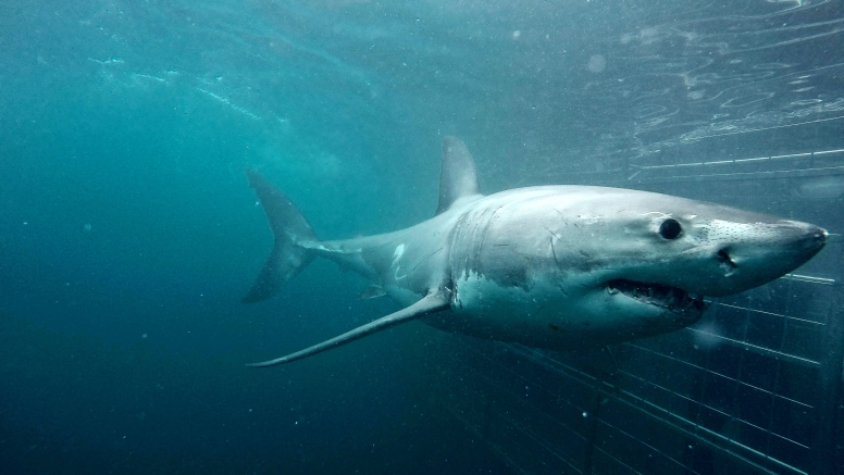 Shark Cage Diving Gansbaai with return transfer from Hermanus image 9