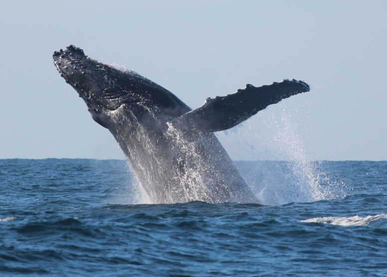 Durban Whale and Dolphin Watching image 2 Durban Whale and Dolphin Watching image 2