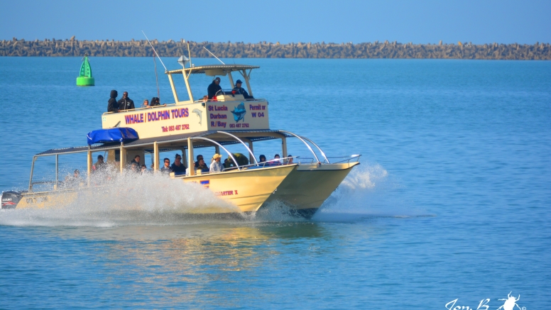 Whale & Dolphin Watching image 8