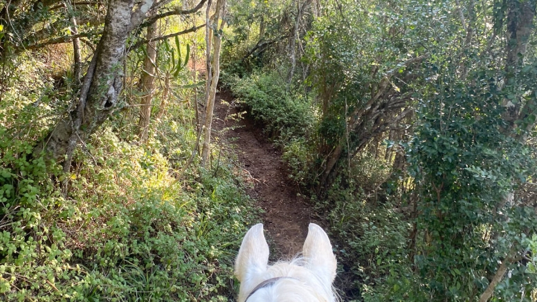 Kariega River Horse Ride image 7