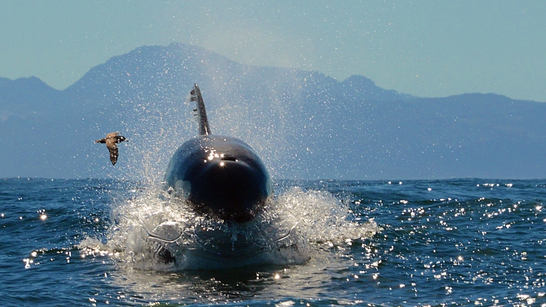 Cape Town Whale Watching Trip image 2