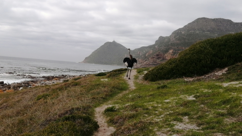 Cape Point Trail Run image 4