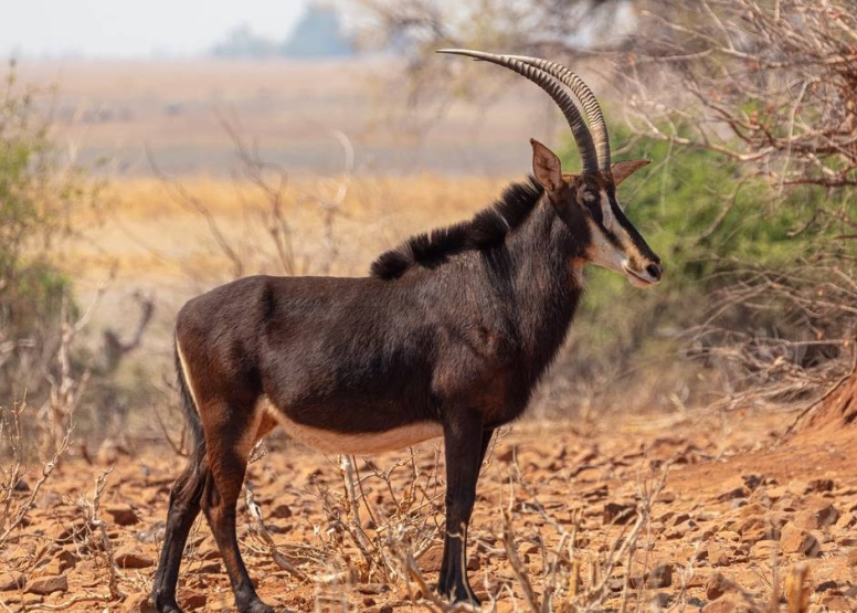 Afternoon Kruger Game Drive image 1