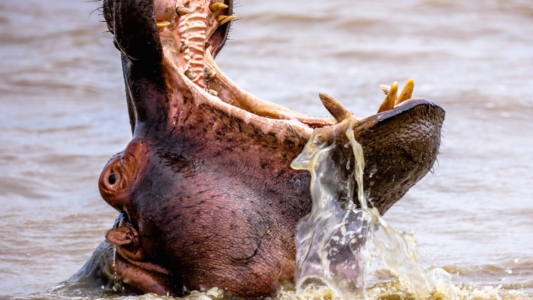 Hippo & Croc Boat Cruise image 6