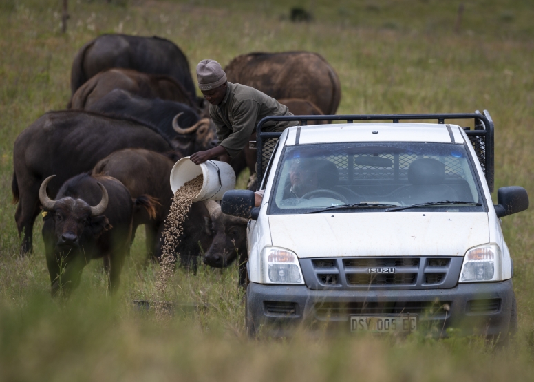 Buffalo Tour image 2