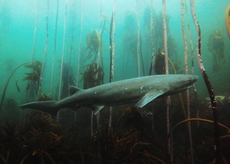 Great African Sea Forest Single Scuba Dive Boat Entry image 9