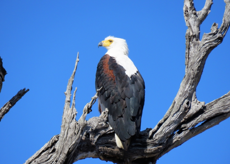 6 hr Kruger Game Drive image 3