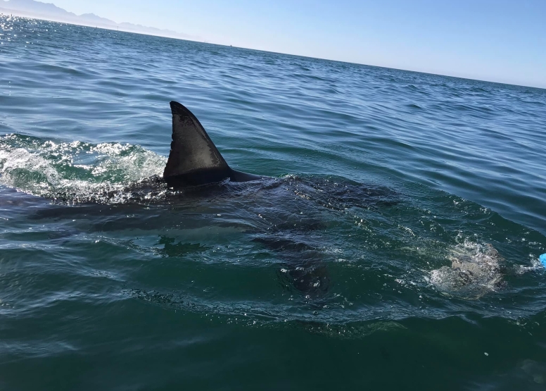 Shark Cage Diving Mossel Bay image 5