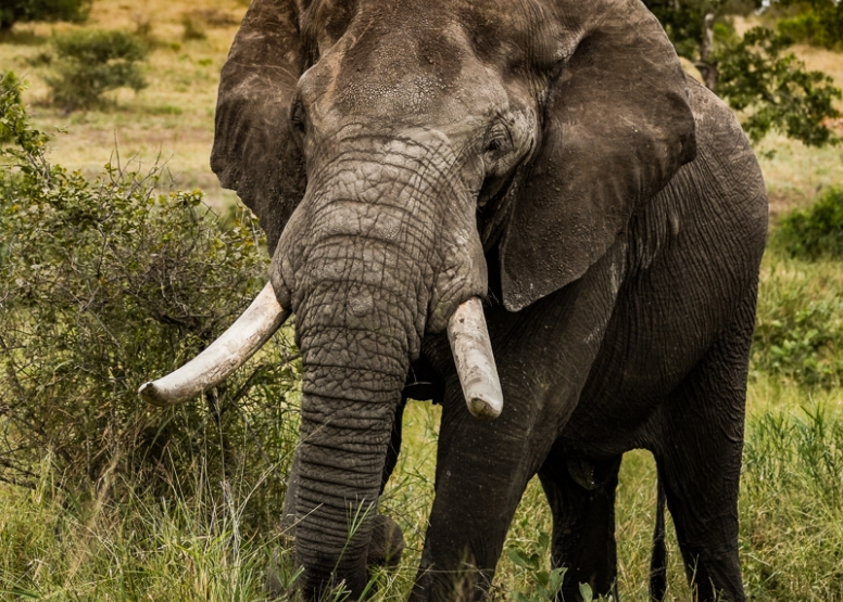 Full Day Kruger Safari image 3