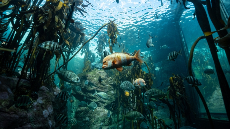 Two Oceans Aquarium Day Visit image 1