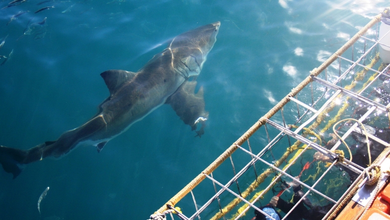 Shark Cage Diving in Gansbaai (White Shark Projects) image 2