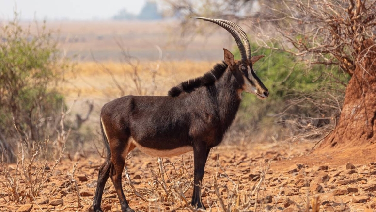 Afternoon Kruger Game Drive image 1