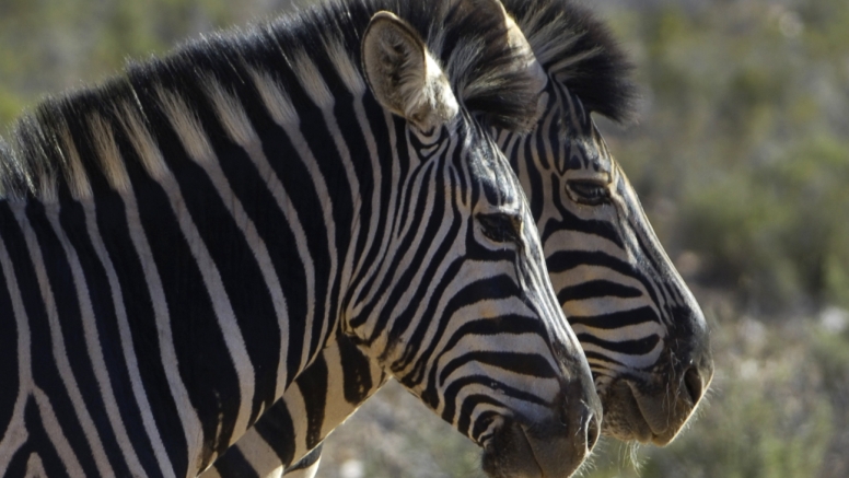 Early Morning Safari image 12