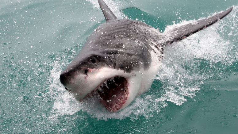 Shark Cage Diving Gansbaai image 7