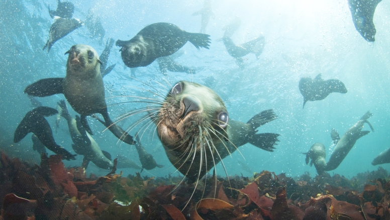 Swim with Seals image 1