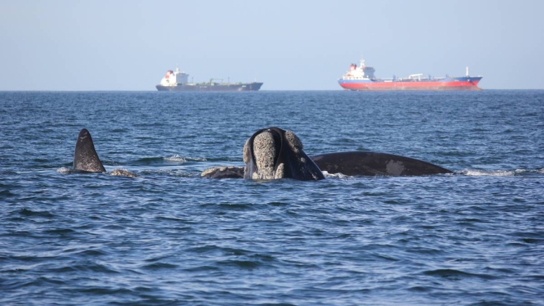 Boat Based Whale Watching image 5