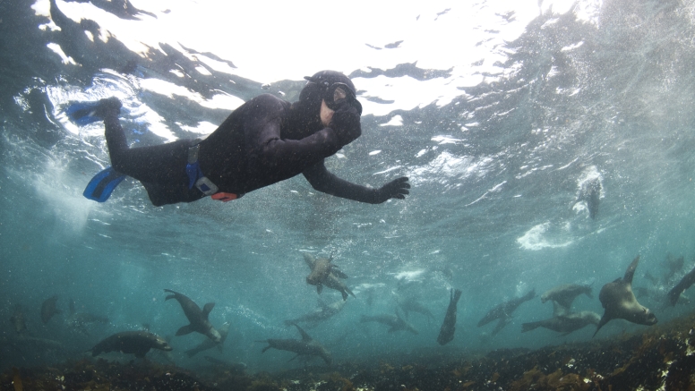 Swim with Seals image 5