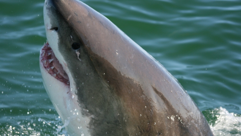 Shark Cage Diving in Gansbaai (White Shark Projects) image 1