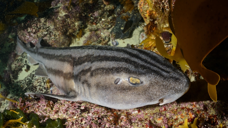 Wreck and Reef Scuba Dive Cape Town image 2