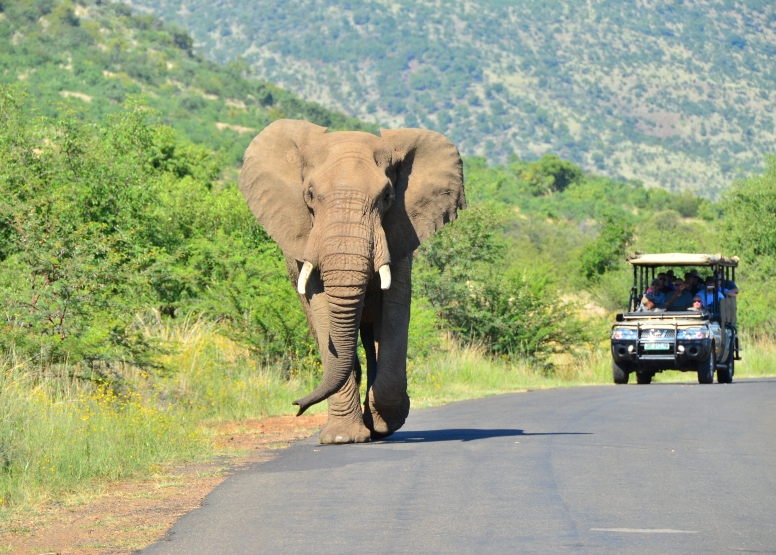 Private Game Drive Sun City - 10 Seater image 3