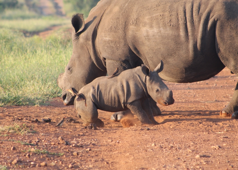 Exclusive Kruger National Park Full Day Safari with Brunch image 15