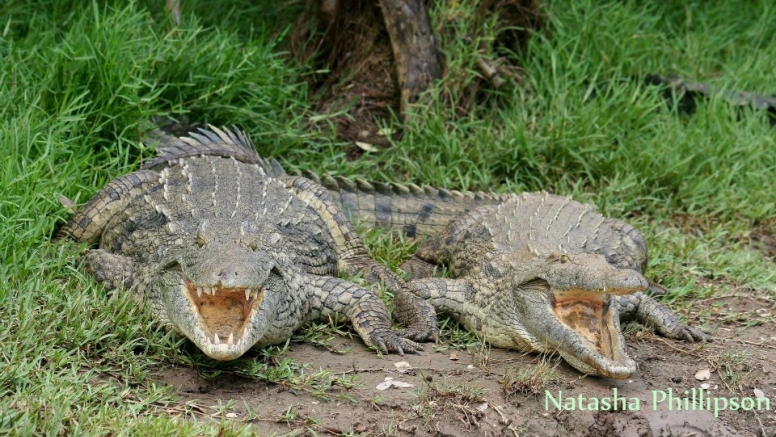 Hippo & Croc Boat Cruise image 3