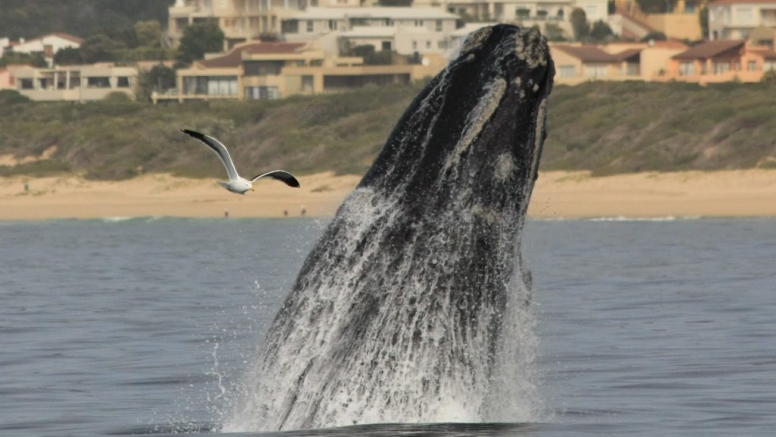 Whale and dolphin watching tour image 4